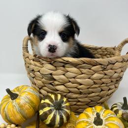 Franklin - Black and tan male Pembroke Welsh Corgi puppy in Waco, Texas from The Comma Corgis