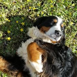 Missy - Bernese Mountain Dog