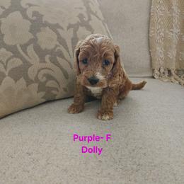 Cockapoo Puppies from Ashley Dedmon
