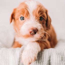 Purple Girl - Apricot female Goldendoodle puppy in Mckinney, Texas from Doodles of North Tx