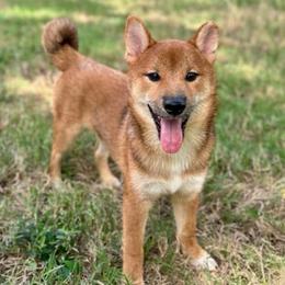 Tozowa - Red male Shiba Inu puppy in Houston, Texas from Sakura Blossom Shibas