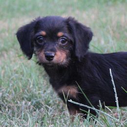 Assorted Doodle Crosses from Porchlight Puppies
