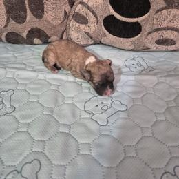 Boy 4 - male Shichon puppy in Pacolet, South Carolina from Kelli's Kennels