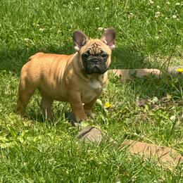 Girl 1 - Fawn female French Bulldog puppy in Girard, Kansas from Frenchie Kingdom