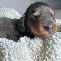 Ant-man - Dapple male Dachshund puppy in Afton, Oklahoma from C5 Doodles