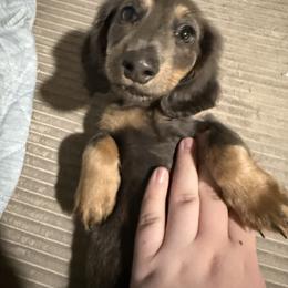 Uno - Gray (blue) and tan female Dachshund puppy in Mountain Home, Arkansas from Furry Friends Kennel