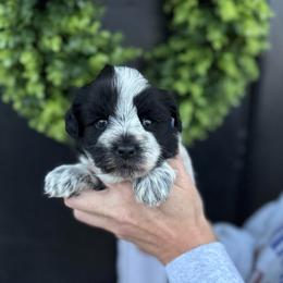 Orange girl - Parti female Miniature Schnauzer puppy in Oneonta, Alabama from Murphree Valley Kennels