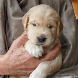 Golden Retriever Puppies from Jacqueline Sigona