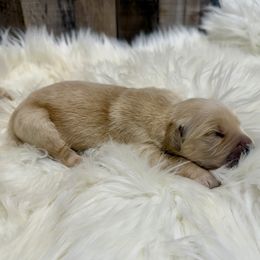 Blake - Golden male Golden Retriever puppy in Oak Hill, Florida from Swingin T Ranch LLC