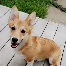Minnie - Pembroke Welsh Corgi