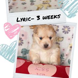 Lyric - Red and white female Pomsky puppy in Marshall, Minnesota from Miles of Smiles Pomskies