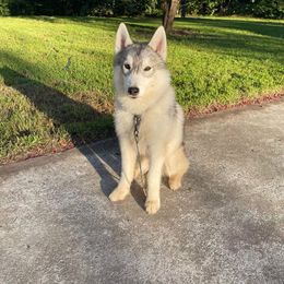 Zero - Siberian Husky