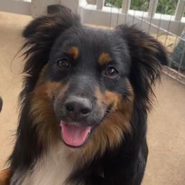Yuma  - Miniature Australian Shepherd