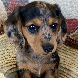 Dachshund All Grown Up from Darling Dapple (mini) Dachshund