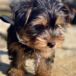 Yorkshire Terriers from Yummy Yorkies