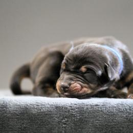 Ramsay  -5350 - Black and rust male Doberman Pinscher puppy in Rockwall, Texas from Elitehaus