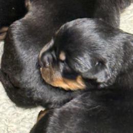 Boy 4 - Black and mahogany male Rottweiler puppy in Bartonsville, Pennsylvania from Karol's Rottweilers