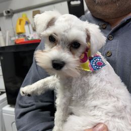 Remi - Miniature Schnauzer