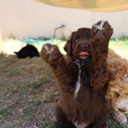 Bernedoodle Puppies from Beach Bernedoodles