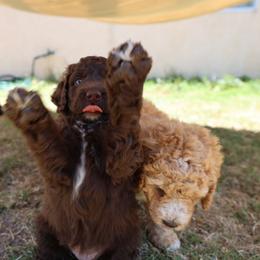 Bernedoodle Puppies from Beach Bernedoodles