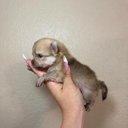 Woody - Cream sable male Pomeranian puppy in Phoenix, Arizona from Luxpomz