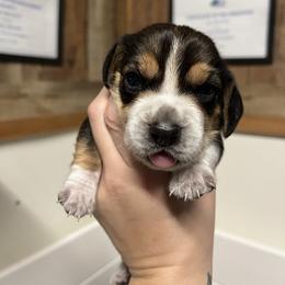 Brown Collar - Black tan and bluetick male Beagle puppy in Jasper, Texas from Beech Grove Beagles