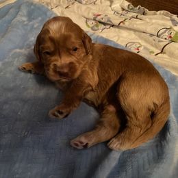 Australian Labradoodle Puppies from GorgeousDoodles