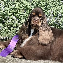 Suzy - Cocker Spaniel