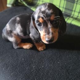 Dapple 1 - Dapple male Dachshund puppy in Klamath Falls, Oregon from Luvindoxys4u