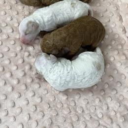 River - Parti female Goldendoodle puppy in Millersburg, Ohio from Ohio Puppy Paws