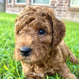 Coco - Red  male Goldendoodle puppy in Fulshear, Texas from Little Potatoes