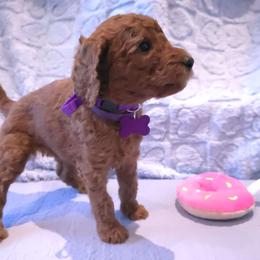 Purple Collar - Red  female Poodle puppy in Vass, North Carolina from Dakliff Standard Poodles