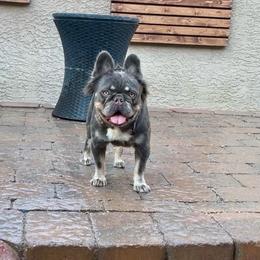 Shadow - Blue female French Bulldog puppy in Las Vegas, Nevada from Let it Ride Bulldogs