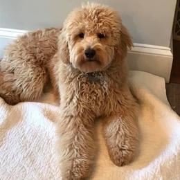 Goldendoodle Puppies from High Country Mini Goldendoodles