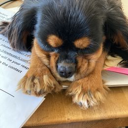 Luna - Cavalier King Charles Spaniel