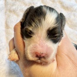 Sofiya - White black and tan female Papillon puppy in Boardman, Ohio from Taliaferro Kennel