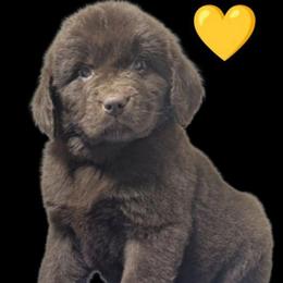 Male 1 - Brown male Newfoundland puppy in Burfordville, Missouri from Umfleet Farms