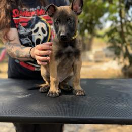 Chorus - Mahogany male Belgian Malinois puppy in Deerfield Beach, Florida from vd Hunde der neuen Äre