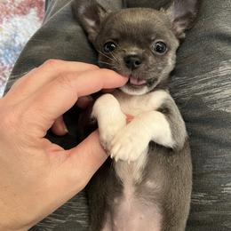 Chihuahua Puppies from Sophia Jade's Chi Brigade