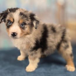 Piper - Blue merle male Miniature Australian Shepherd puppy in Citra, Florida from Southpaw Herders LLC