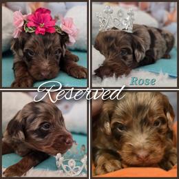Rose - Red merle female Aussiedoodle puppy in Prescott Valley, Arizona from Ramirez Family Doodles