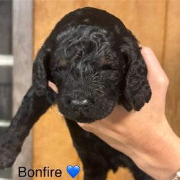 Bonfire - Black phantom male Aussiedoodle puppy in Greensburg, Kentucky from Doodle Me Crazy