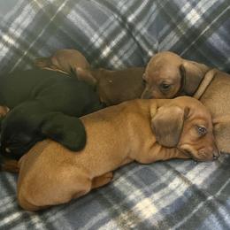 Dachshund Puppies from Mahzian Miniature Dachshunds