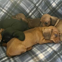 Dachshund Puppies from Mahzian Miniature Dachshunds