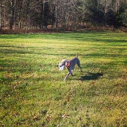 Weimaraner Puppies from Always Faithful Weimaraners