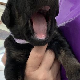 Labradoodles and Poodles from Tya’s Doodles