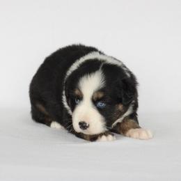 Reata - Black tri female Miniature Australian Shepherd puppy in Circleville, Utah from Canyon Creek Aussies