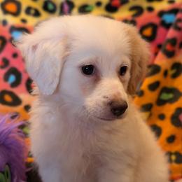 Lily - White female Assorted Doodle Crosses puppy in Bell, Florida from BellCrist Little bits