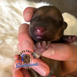 AFDs - Cream female Dachshund puppy in Waverly, Ohio from Always Faithful Dachshunds