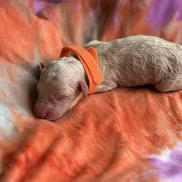 Girl 4 - Apricot female Poodle puppy in Gladewater, Texas from Kalin’s K9s